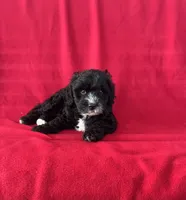 Sparkle, a male Cavapoo for sale in Wooster, OH – 5 of 5