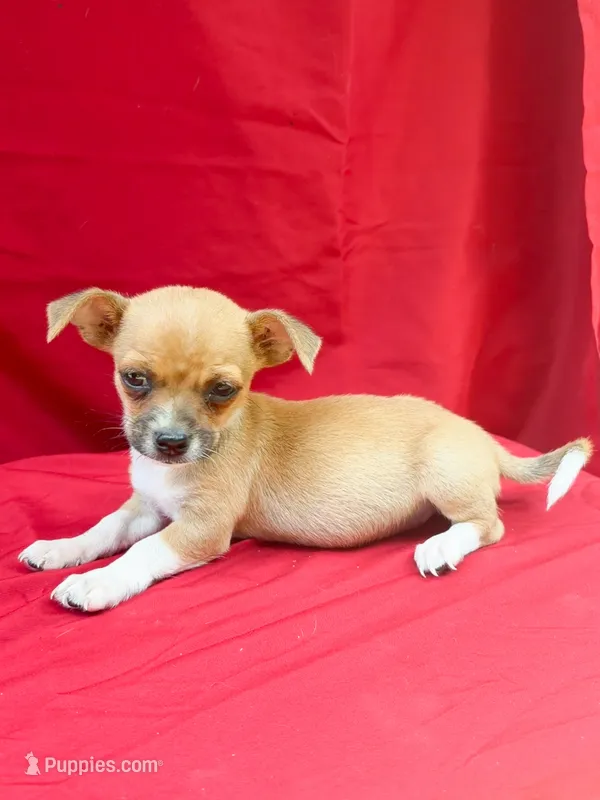 Teddy – Chihuahua puppy for sale in Wooster, OH