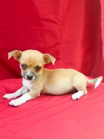 Teddy, a male Chihuahua for sale in Wooster, OH – 1 of 5