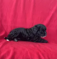 Misty, a female Cavapoo for sale in Wooster, OH – 3 of 5
