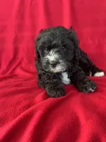 Sparkle, a male Cavapoo for sale in Wooster, OH – 4 of 5