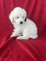 Spotty , a male Cavapoo for sale in Wooster, OH – 4 of 4