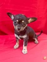 Daisy, a female Chihuahua for sale in Wooster, OH – 3 of 4