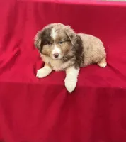 Bella, a female Miniature Australian Shepherd for sale in Wooster, OH – Photo 4 of 6