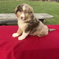 Bella, a female Miniature Australian Shepherd for sale in Wooster, OH – Photo 3 of 6