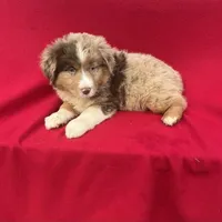 Bella, a female Miniature Australian Shepherd for sale in Wooster, OH – Photo 2 of 6
