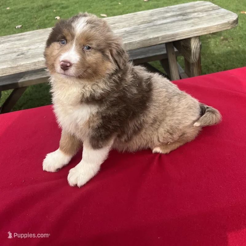 Bella – Miniature Australian Shepherd puppy for sale in Wooster, OH