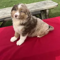 Bella, a female Miniature Australian Shepherd for sale in Wooster, OH – Photo 1 of 6