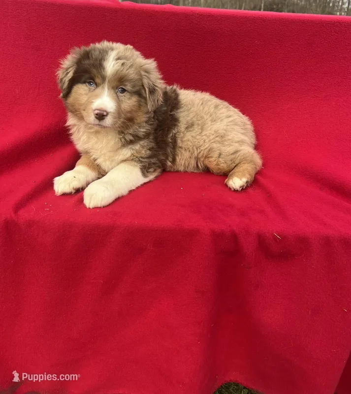 Bella – Miniature Australian Shepherd puppy for sale in Wooster, OH