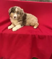 Bella, a female Miniature Australian Shepherd for sale in Wooster, OH – Photo 6 of 6