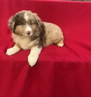 Bella, a female Miniature Australian Shepherd for sale in Wooster, OH – Photo 5 of 6