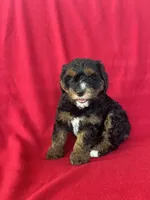 Callie, a female Cavapoo for sale in Wooster, OH – 5 of 5