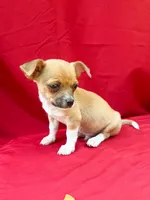 Teddy, a male Chihuahua for sale in Wooster, OH – 5 of 5