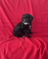 Misty, a female Cavapoo for sale in Wooster, OH – 5 of 5
