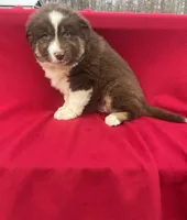 Luna, a female Miniature Australian Shepherd for sale in Wooster, OH – Photo 5 of 5