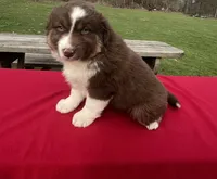 Luna, a female Miniature Australian Shepherd for sale in Wooster, OH – Photo 3 of 5