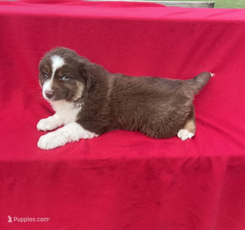 Luna – Miniature Australian Shepherd puppy for sale in Wooster, OH