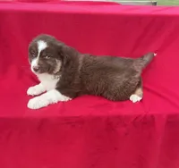Luna, a female Miniature Australian Shepherd for sale in Wooster, OH – Photo 4 of 5