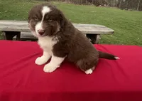 Luna, a female Miniature Australian Shepherd for sale in Wooster, OH – Photo 2 of 5