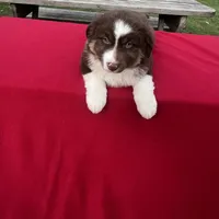 Luna, a female Miniature Australian Shepherd for sale in Wooster, OH – Photo 1 of 5