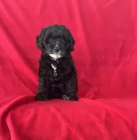 Misty, a female Cavapoo for sale in Wooster, OH – 2 of 5