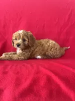 Mocha , a male Cavapoo for sale in Wooster, OH – 5 of 5