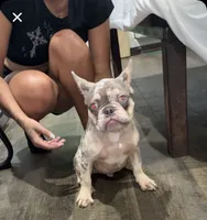 Chapo, a male French Bulldog for sale in Katy, TX – 3 of 10