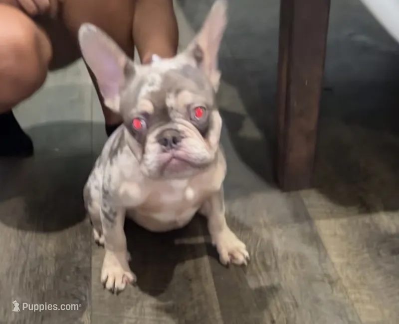 Chapo – French Bulldog puppy for sale in Katy, TX