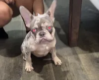 Chapo, a male French Bulldog for sale in Katy, TX – 1 of 10