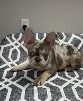 Chapo, a male French Bulldog for sale in Katy, TX – 3 of 10