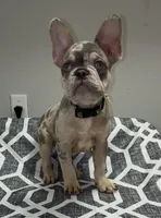 Chapo, a male French Bulldog for sale in Katy, TX – 4 of 10