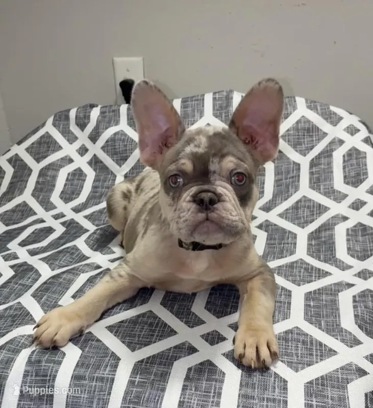 Chapo – French Bulldog puppy for sale in Katy, TX