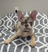 Chapo, a male French Bulldog for sale in Katy, TX – 1 of 10