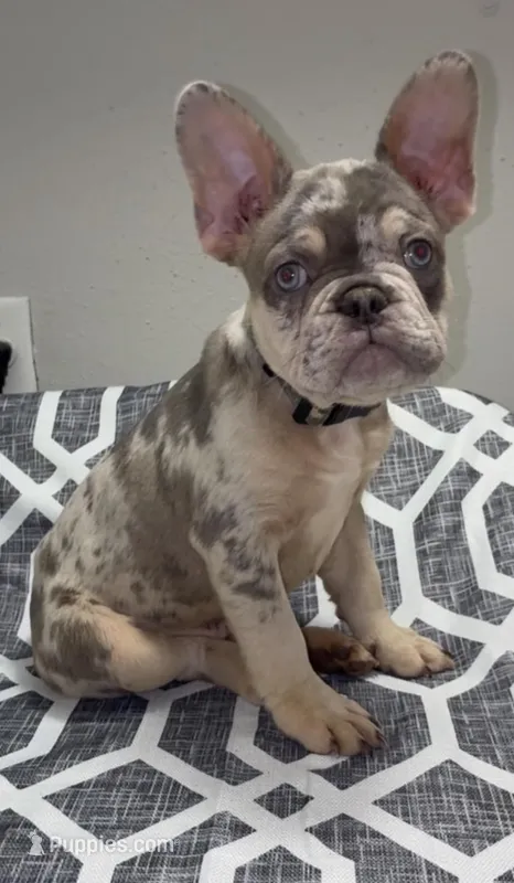 Chapo – French Bulldog puppy for sale in Katy, TX