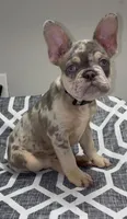 Chapo, a male French Bulldog for sale in Katy, TX – 2 of 10