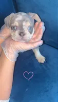 Chapo, a male French Bulldog for sale in Katy, TX – Photo 4 of 4
