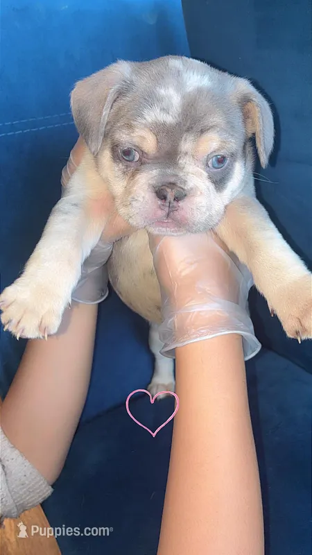 Chapo – French Bulldog puppy for sale in Katy, TX