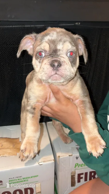 Chapo – French Bulldog puppy for sale in Katy, TX
