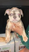 Chapo, a male French Bulldog for sale in Katy, TX – 8 of 10