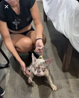 Chapo, a male French Bulldog for sale in Katy, TX – 2 of 10