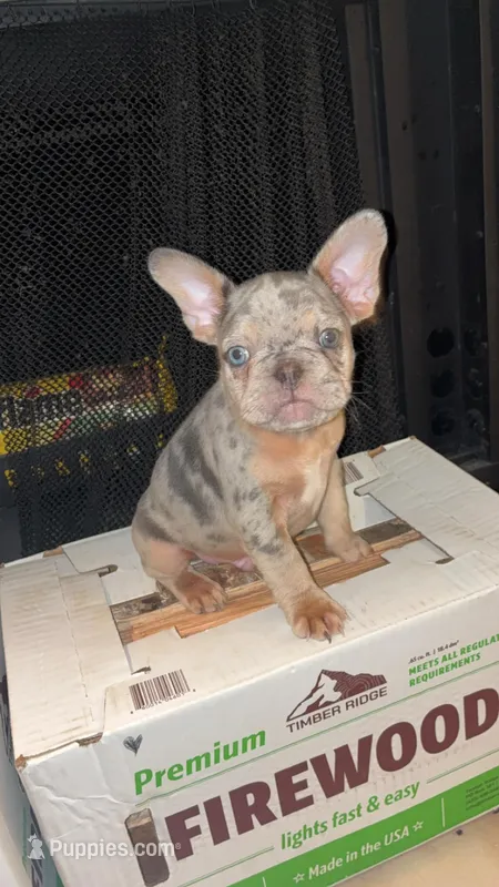 Capone – French Bulldog puppy for sale in Katy, TX