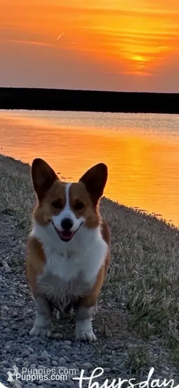 Alfie – Pembroke Welsh Corgi puppy for sale in Woodville, WI