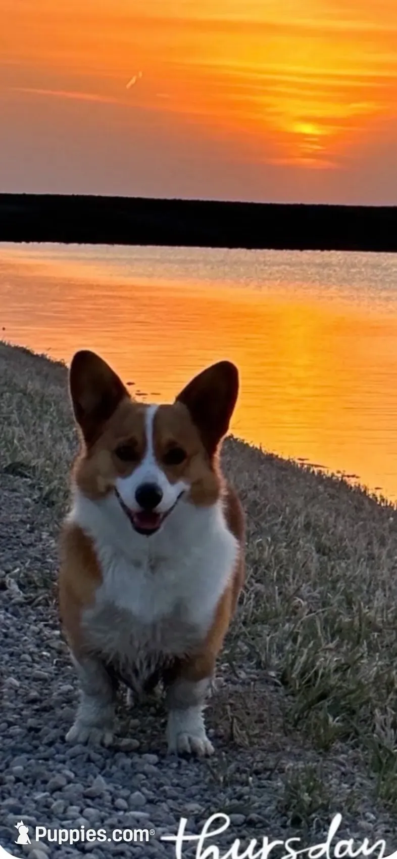 Alfie, a male Pembroke Welsh Corgi for sale in Woodville, WI – 1 of 2