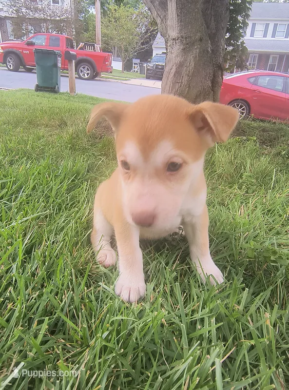 Roxy – Siberian Husky, American Pit Bull Terrier puppy for sale in Birdsboro, PA