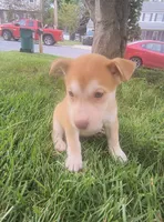 Roxy, a female Siberian Husky and American Pit Bull Terrier for sale in Birdsboro, PA – 1 of 1