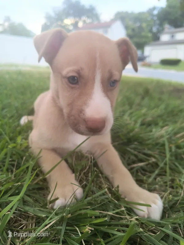 Troy – Siberian Husky, American Pit Bull Terrier puppy for sale in Birdsboro, PA