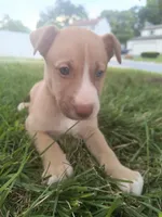 Troy, a male Siberian Husky and American Pit Bull Terrier for sale in Birdsboro, PA – 1 of 1