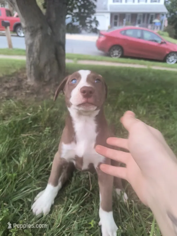 Trina – Siberian Husky, American Pit Bull Terrier puppy for sale in Birdsboro, PA