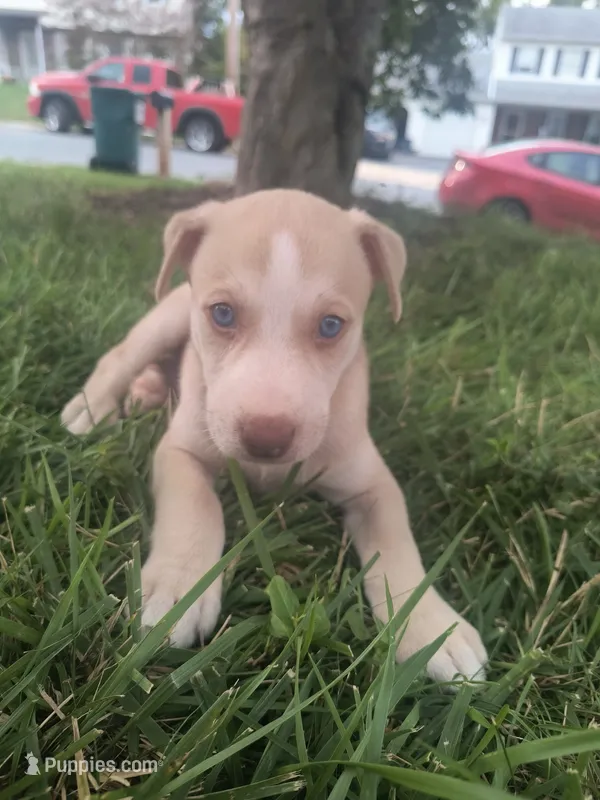 Mike – Siberian Husky, American Pit Bull Terrier puppy for sale in Birdsboro, PA