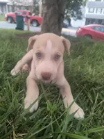 Mike, a male Siberian Husky and American Pit Bull Terrier for sale in Birdsboro, PA – 1 of 1